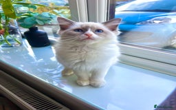 Ragdoll cats for sale: 💜2 Beautiful blue bi-colour ragdoll girls🩷 - Image 3