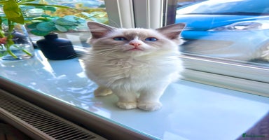 Ragdoll cats - Advert 10