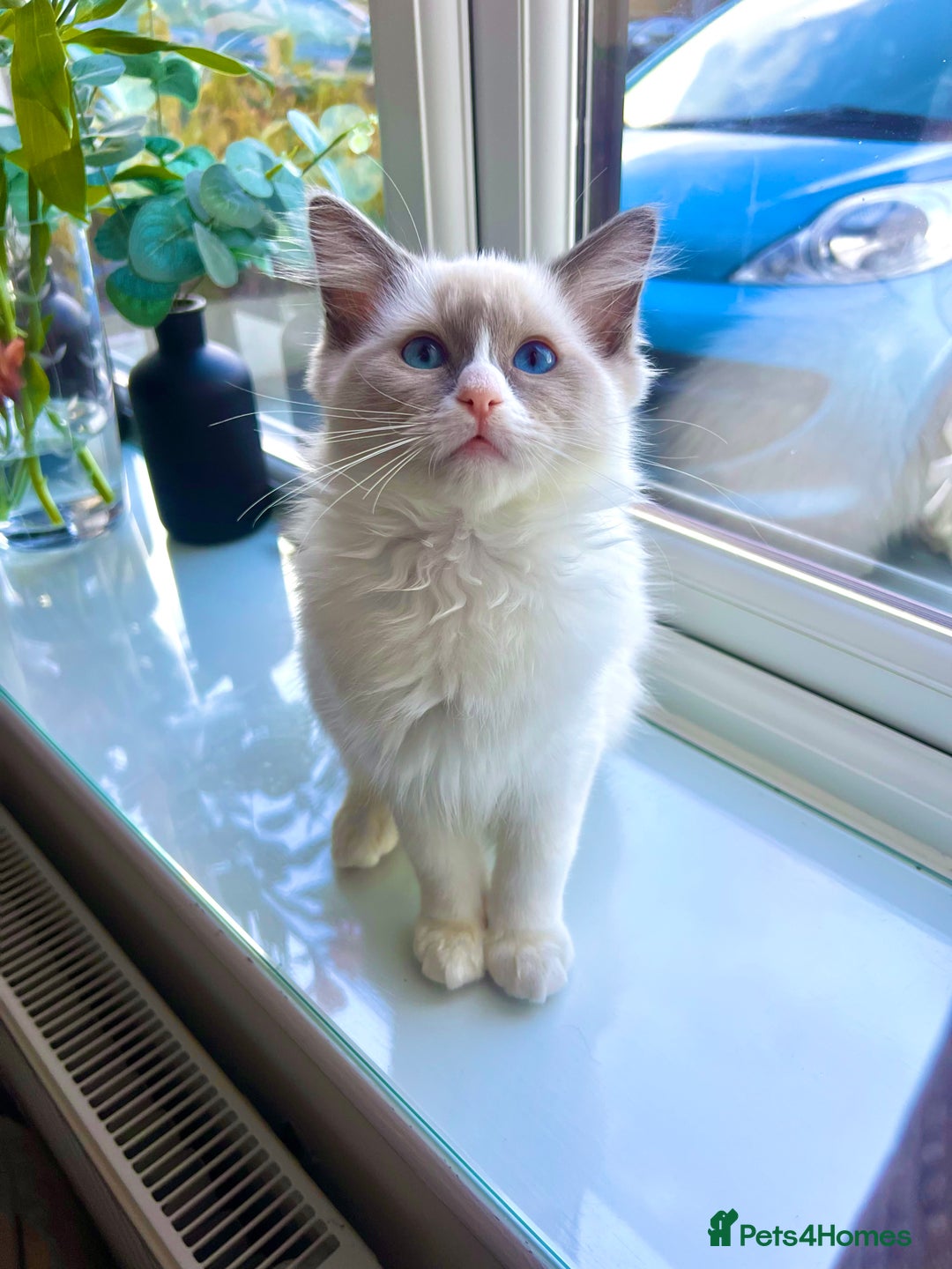 Ragdoll cats for sale: 💜2 Beautiful blue bi-colour ragdoll girls🩷 - Image 3