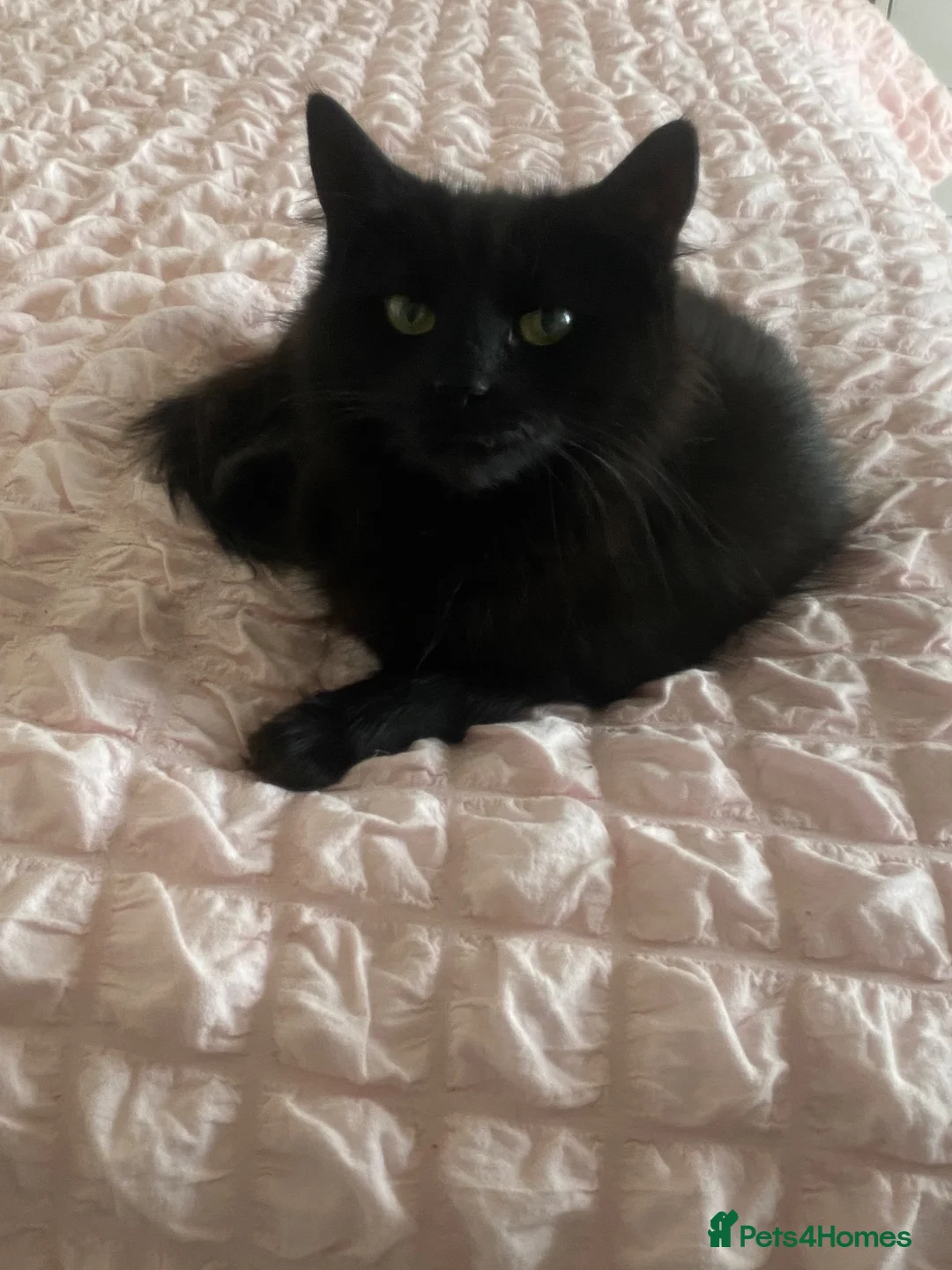 Maine Coon cats for sale: Both cats need to leave together in Glasgow - Advert 4