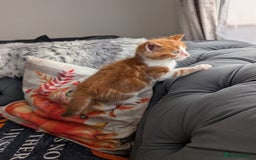 Maine Coon cats for sale: Maine Coon cross boy , ready 15th of October ber  - Image 3