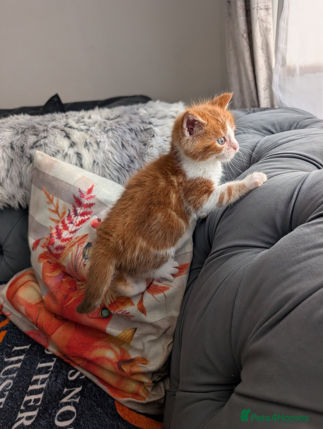 Maine Coon cats for sale: Maine Coon cross boy , ready 15th of October ber  - Image 3