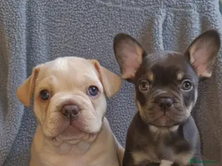 French Bulldog dogs French bulldog puppies - Advert 1