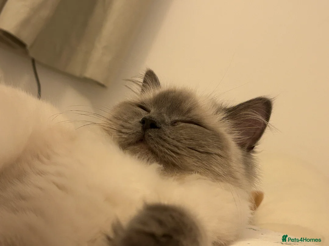 Ragdoll cats for sale: Ragdoll  - Advert 1