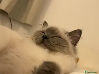 Ragdoll cats Ragdoll - Advert 7