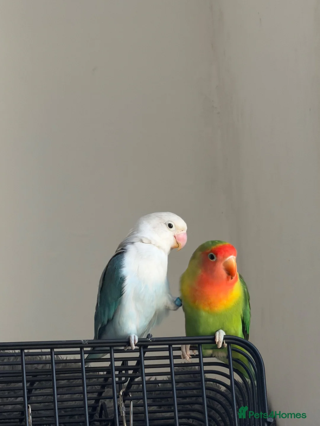 Lovebirds birds for sale: 2 gorgeous love birds  in Blackburn - Advert 2