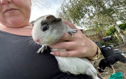 Guinea Pig rodents for sale: Baby Guinea Pigs ready now - Image 3