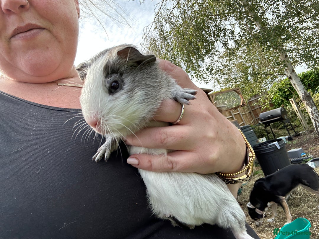 Guinea Pig rodents for sale: Baby Guinea Pigs ready now - Image 3