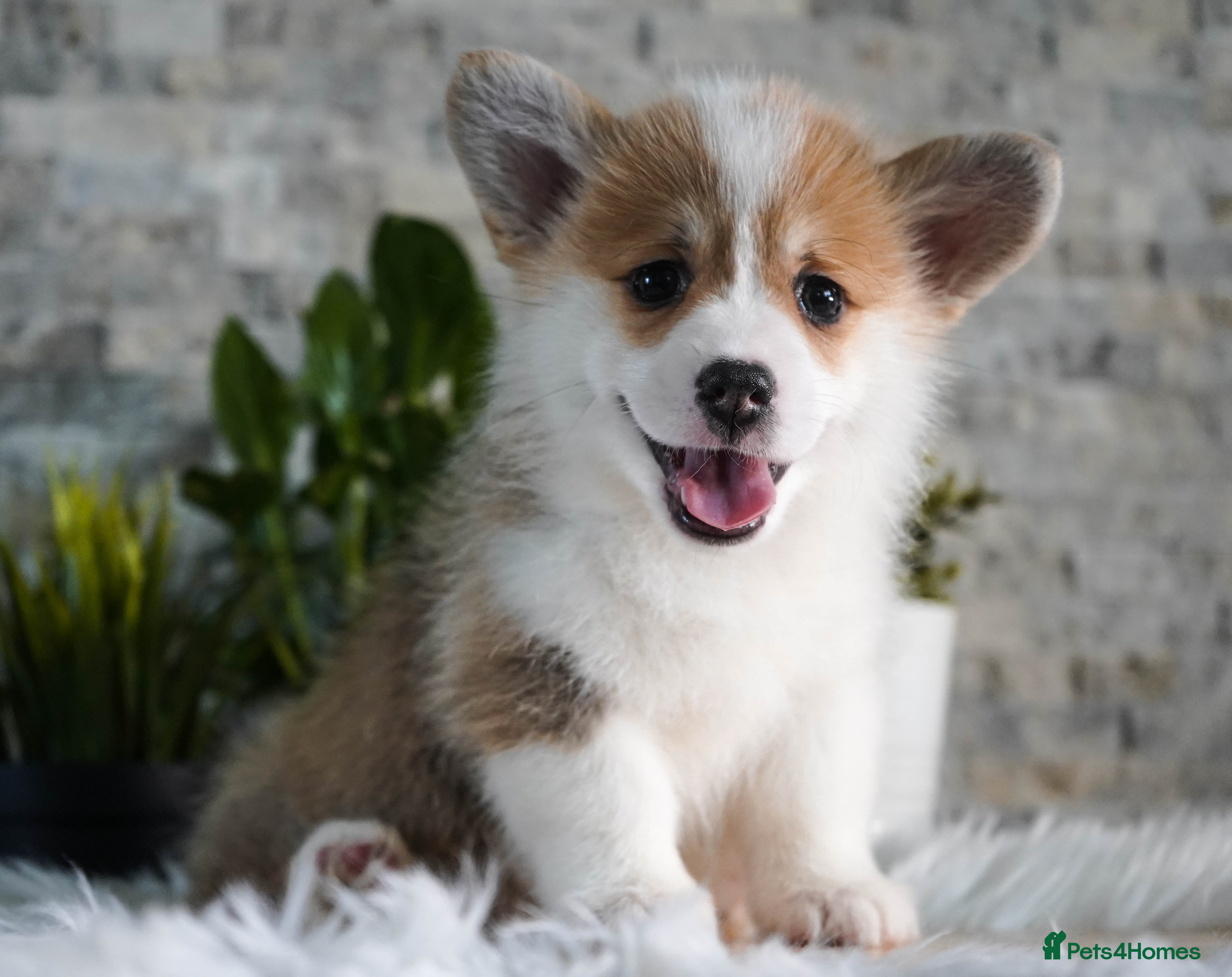 Welsh Corgi Pembroke dogs Welsh Corgi (Pembroke) - Advert 2