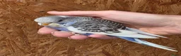 Budgerigars birds for sale: Hand tame violet baby budgies for sale  - Advert 4