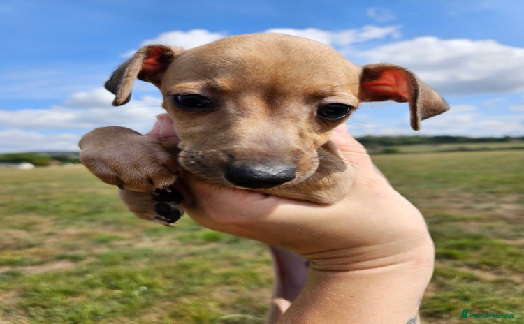 Italian Greyhound dogs - Advert 2