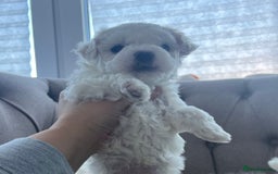Mixed Breed dogs for sale: Bichon Maltese puppies!!! 3 girls and 1 boy!!! - Image 6