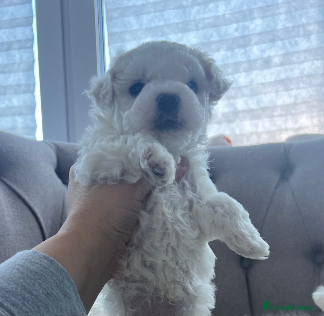 Mixed Breed dogs for sale: Bichon Maltese puppies!!! 3 girls and 1 boy!!! - Image 6