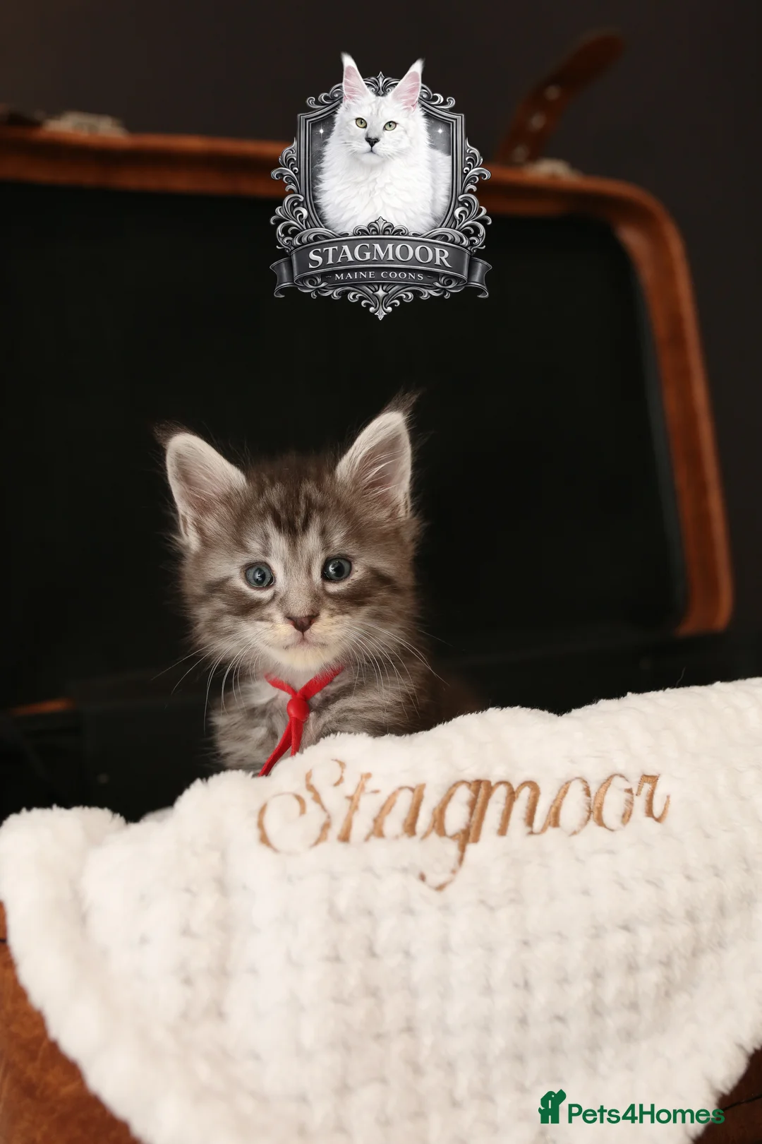 Maine Coon cats for stud: European Championship Carries Shaded GCCF & TICA - Advert 13