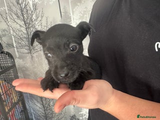 Patterdale Terrier dogs Patterdale Puppies - Advert 1