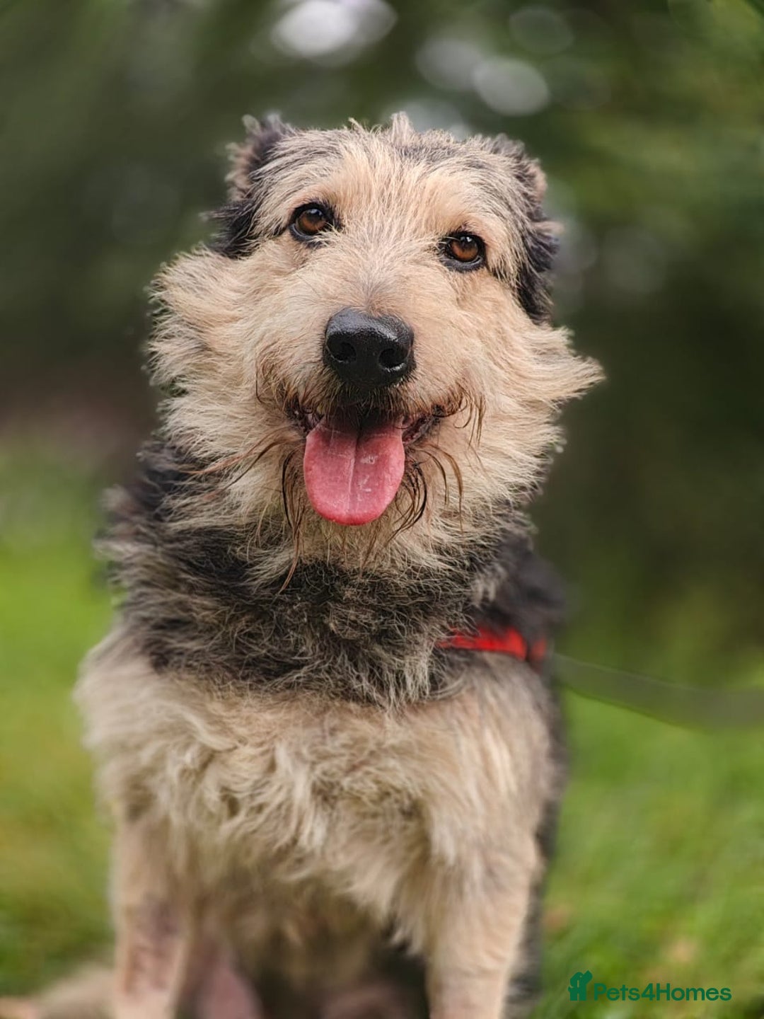 Mixed Breed dogs for adoption: 💙🐶 THEO 🐶💙 - Image 12