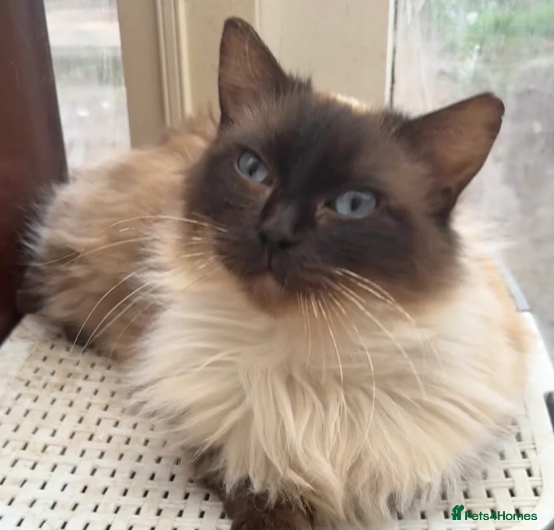 Ragdoll cats for sale: GCCF Active Ragdoll Queen - Advert 4