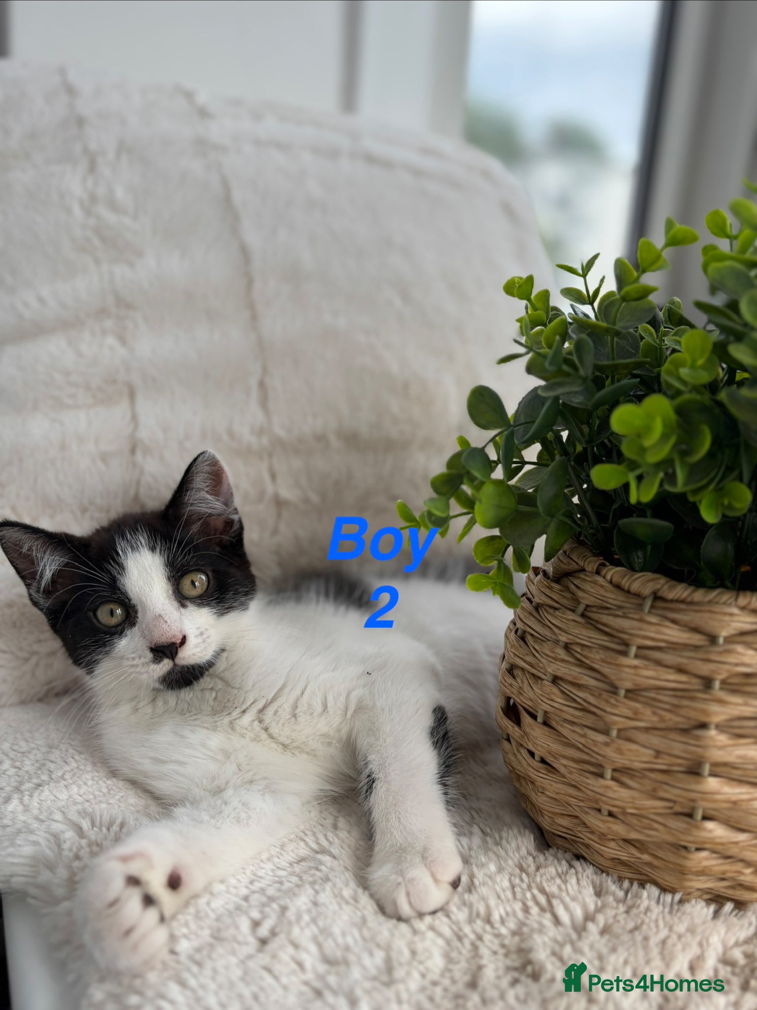 Mixed Breed cats Beautiful playful kittens looking for loving homes - Advert 14