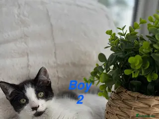 Mixed Breed cats Beautiful playful kittens looking for loving homes - Advert 14