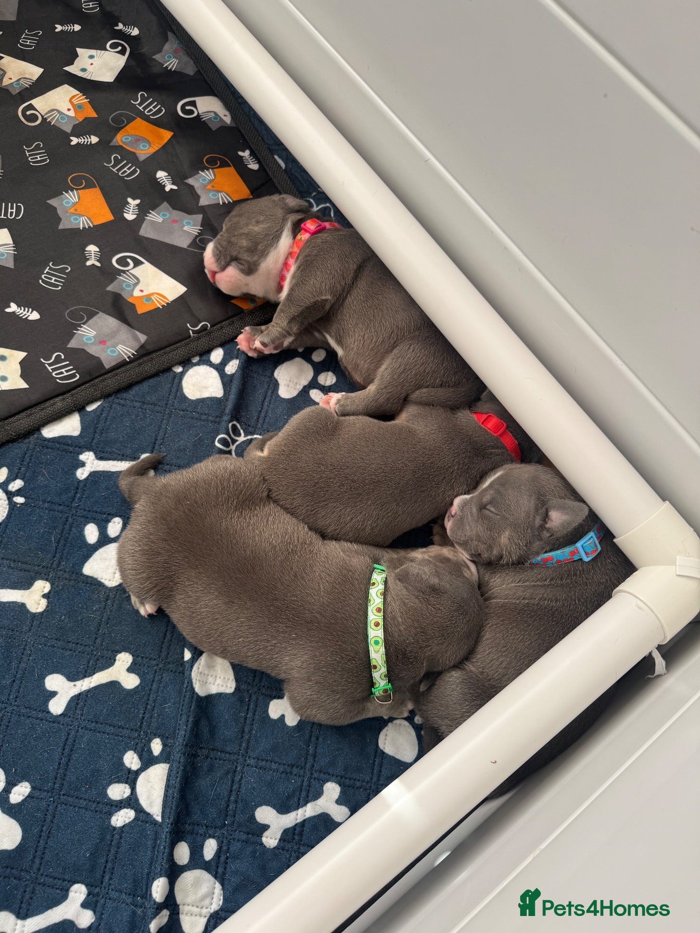 American Bully dogs Blue x lilac tri American pocket bully pups - Advert 6