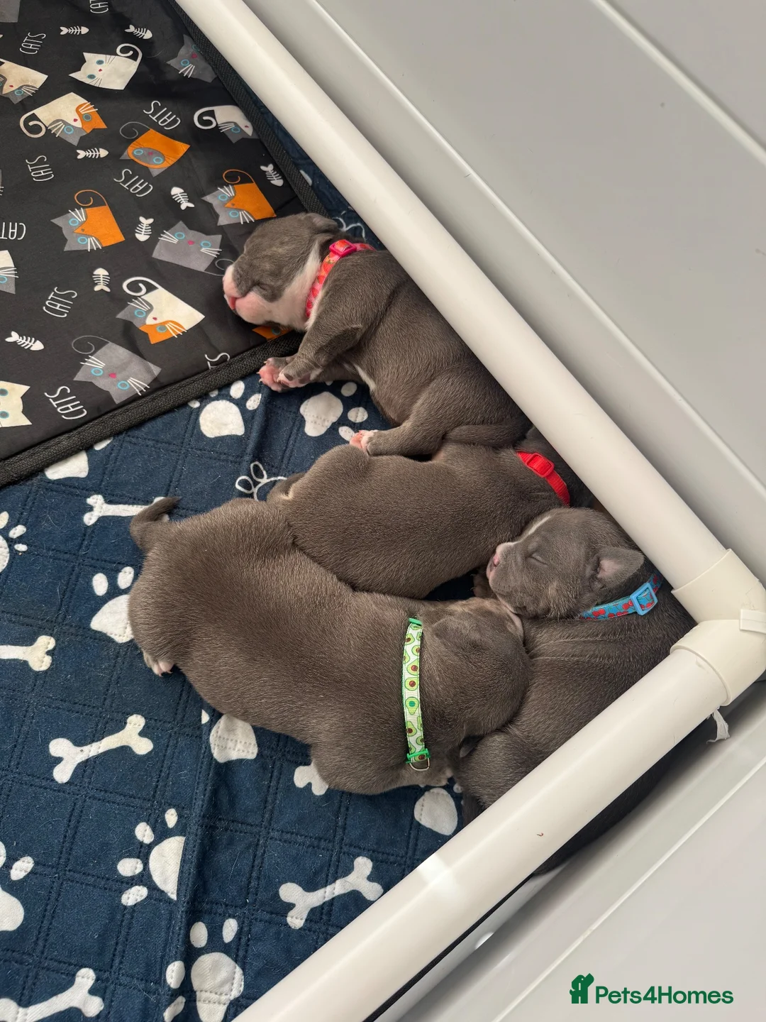 American Bully dogs for sale: Blue x lilac tri American pocket bully pups - Advert 1