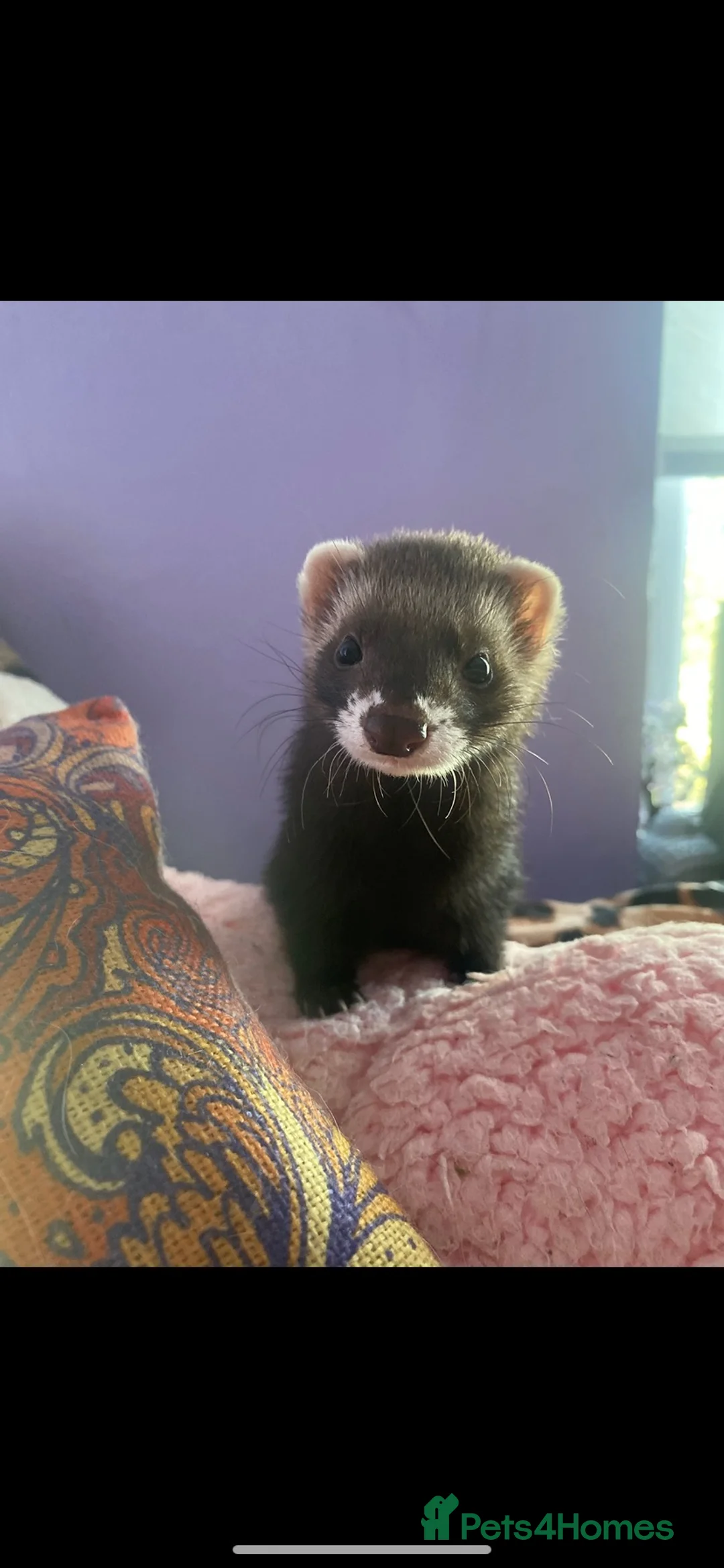 Ferret rodents for sale: Jill ferrets  in Bootle - Advert 1
