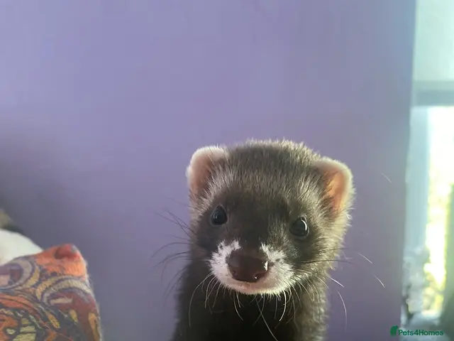 Ferret rodents for sale: Jill ferrets - Advert 1
