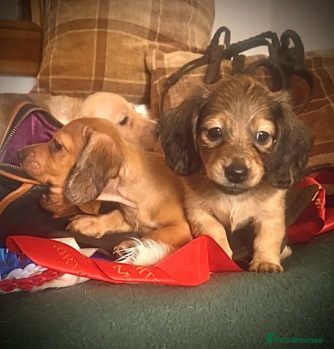 Miniature Dachshund dogs for sale: Pra clear mini smooth dachshund  - Image 3