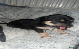 Chihuahua dogs for sale: Chihuahua Puppies  - Advert 8