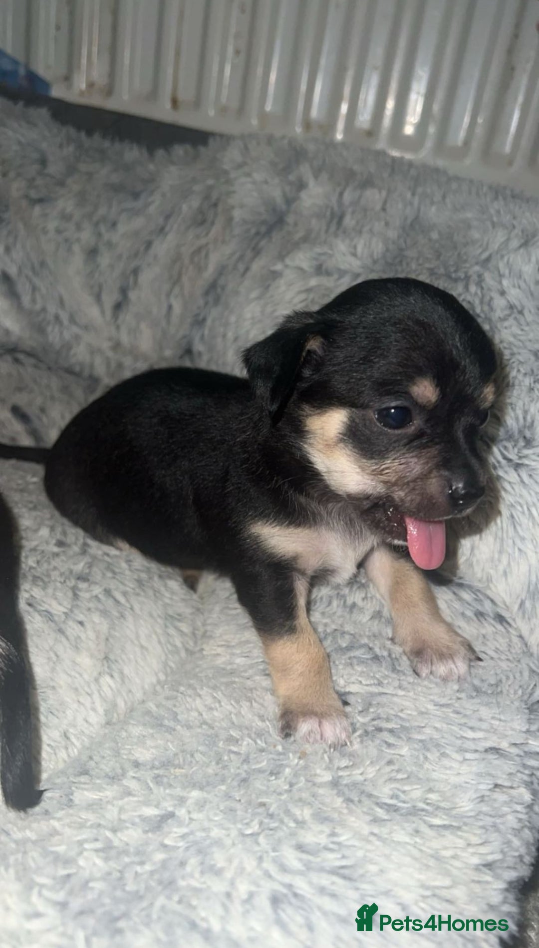 Chihuahua dogs for sale: Chihuahua Puppies  - Advert 8