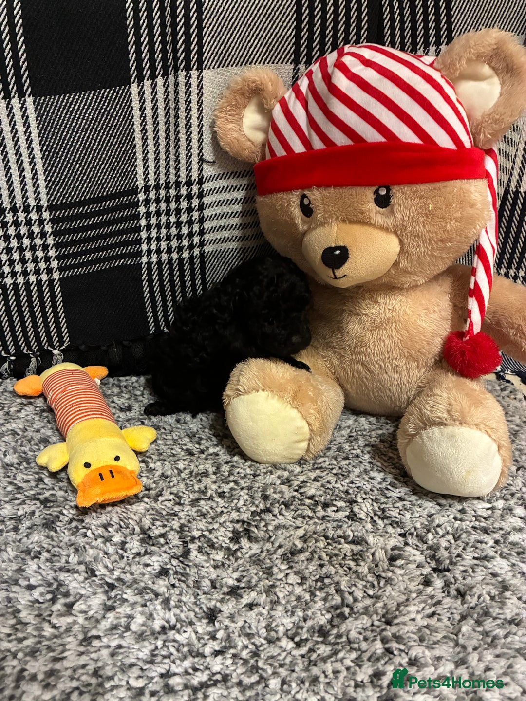 Miniature Poodle dogs for sale: miniature poodles  - Advert 19