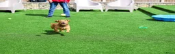 Mixed Breed dogs for adoption: Cute Oso - Advert 8