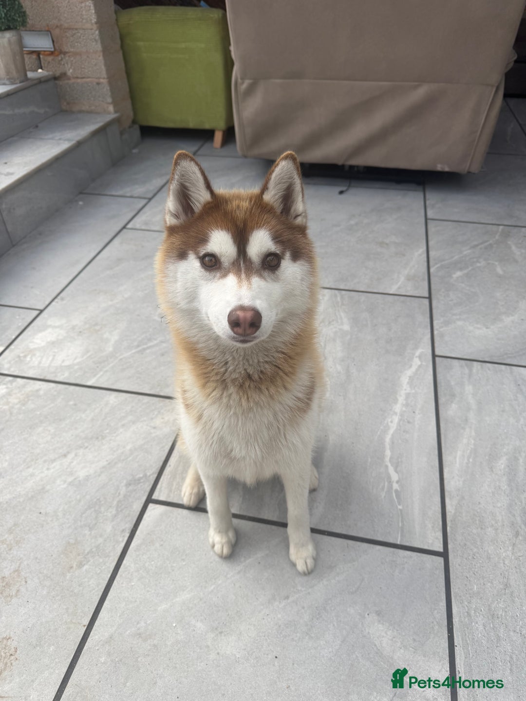 Siberian Husky dogs for sale: Mishka 1 year old Siberian husky  - Image 1