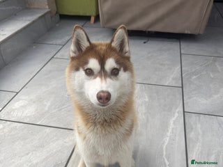 Siberian Husky dogs - Advert 3