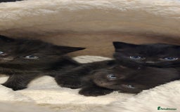 British Shorthair cats for sale: Black BSH x kittens  - Image 1