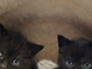 British Shorthair cats - Advert 2