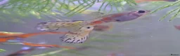 Bettas fish for sale: guppies mix - Advert 10