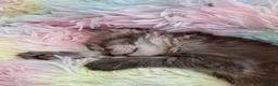 Maine Coon cats for sale: Maine Coon Kittens looking for new loving home in Birmingham - Advert 16