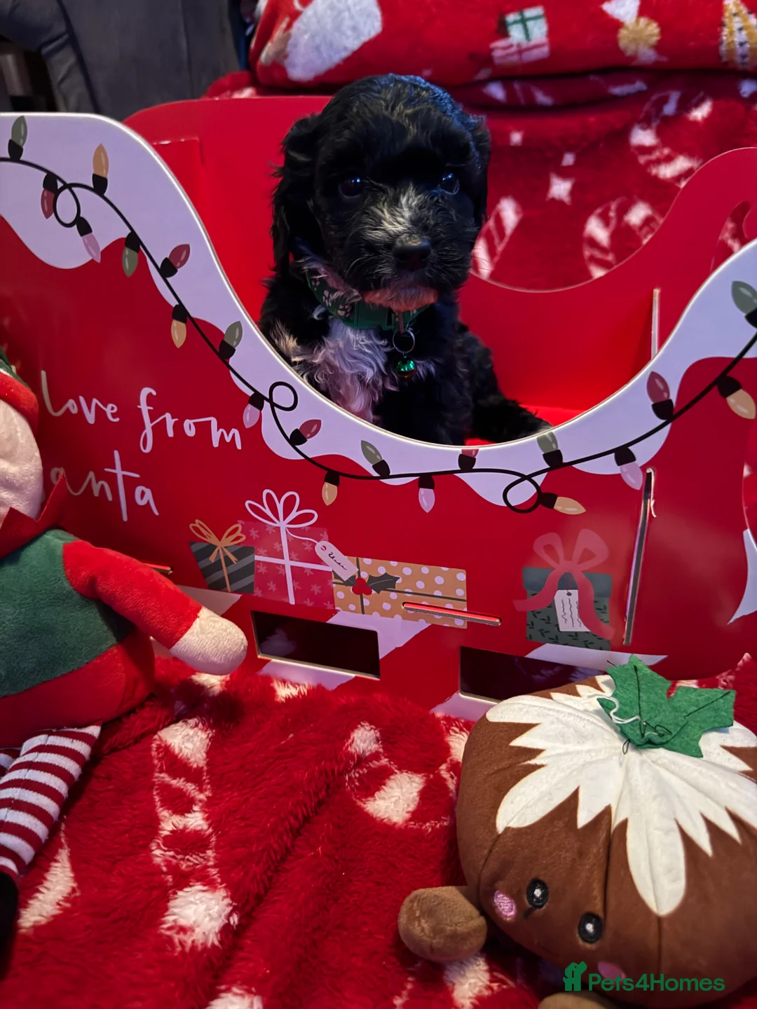 Cockapoo dogs for sale: Miniature f1 Cockapoos puppies - Advert 14