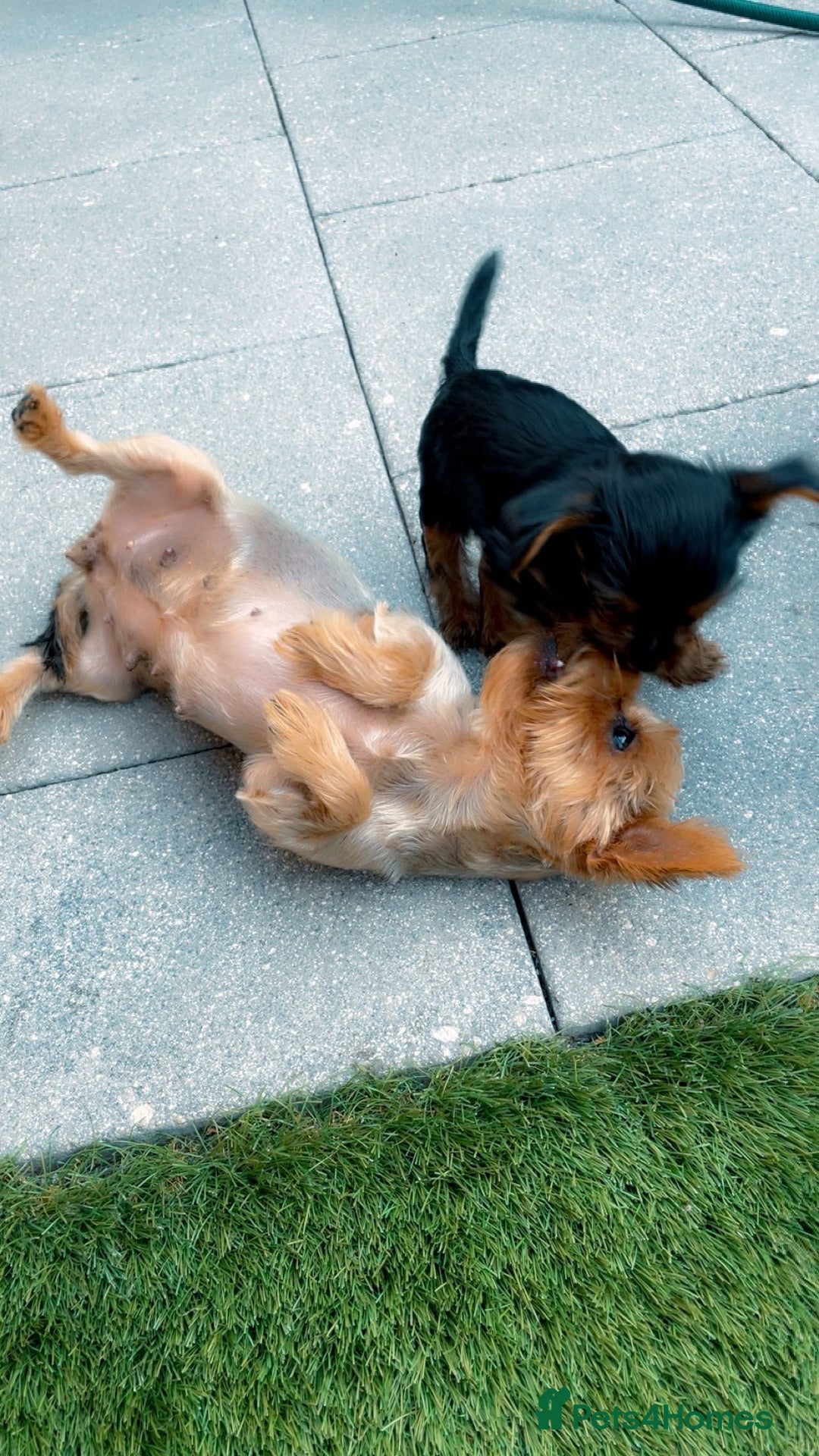 Yorkshire Terrier dogs for sale: Mini yorkshire terrier boy   - Image 7