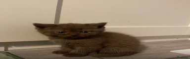 Scottish Fold Kitten 2