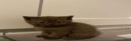 Scottish Fold cats for sale: Scottish fold kittens  - Advert 3