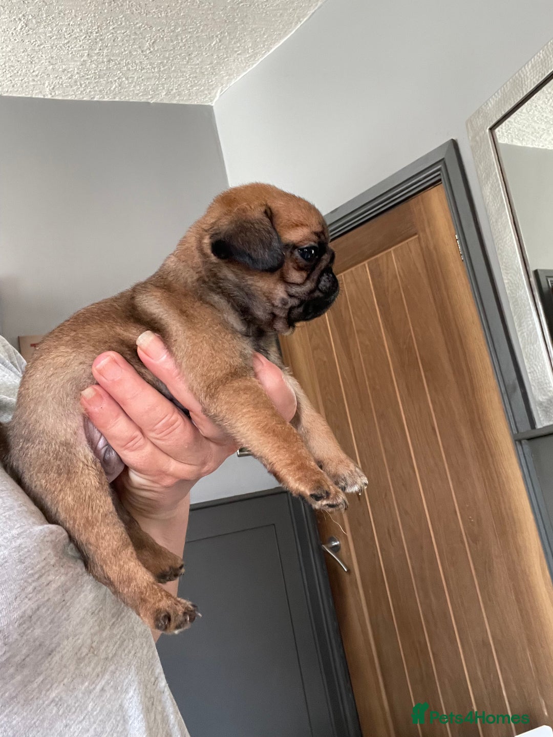 Pug dogs for sale:  Deep apricot multi champion pedigree pug puppies  in Bolton - Image 19