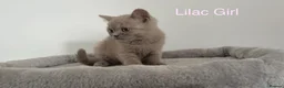 British Shorthair cats for sale: 5 British Shorthair Kittens in Wellingborough - Advert 17