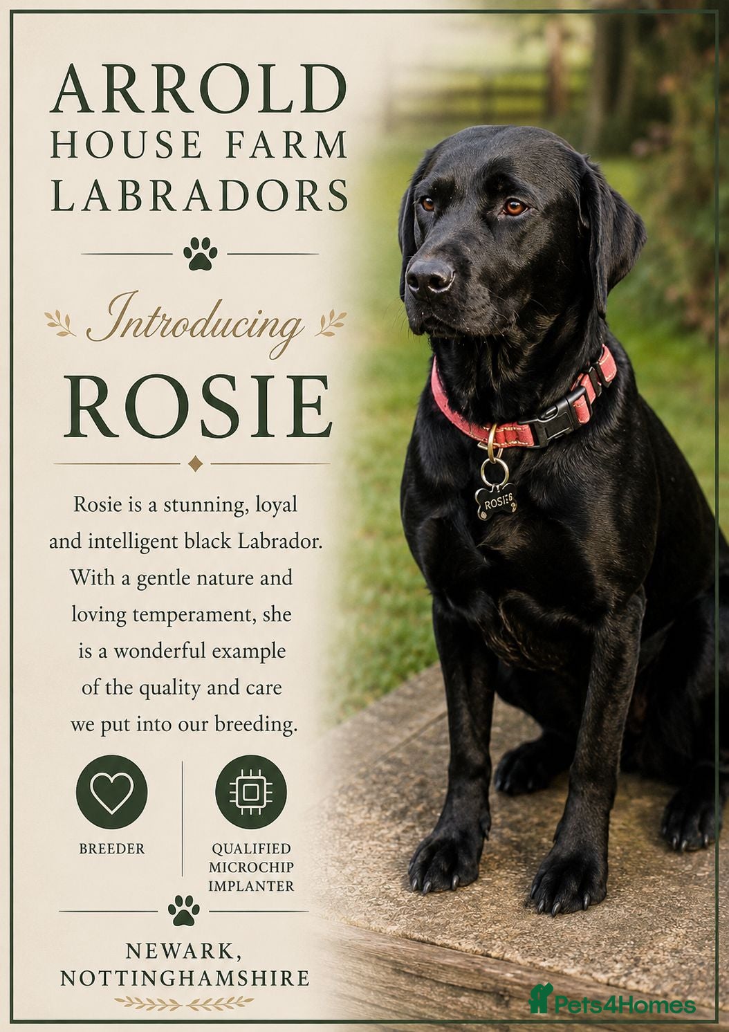 Labrador Retriever dogs Labrador Puppies KC Registered - Advert 2