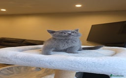 British Shorthair cats for sale: Festive Season Ready – GCCF BSH Kittens - Image 10