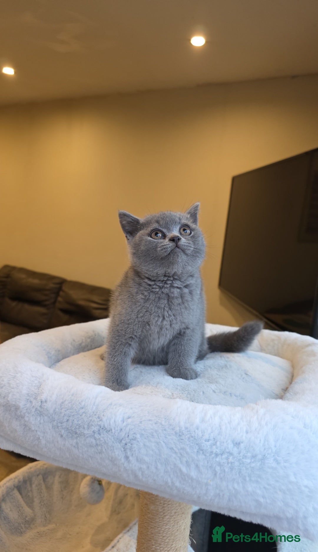 British Shorthair cats for sale: Festive Season Ready – GCCF BSH Kittens - Image 10