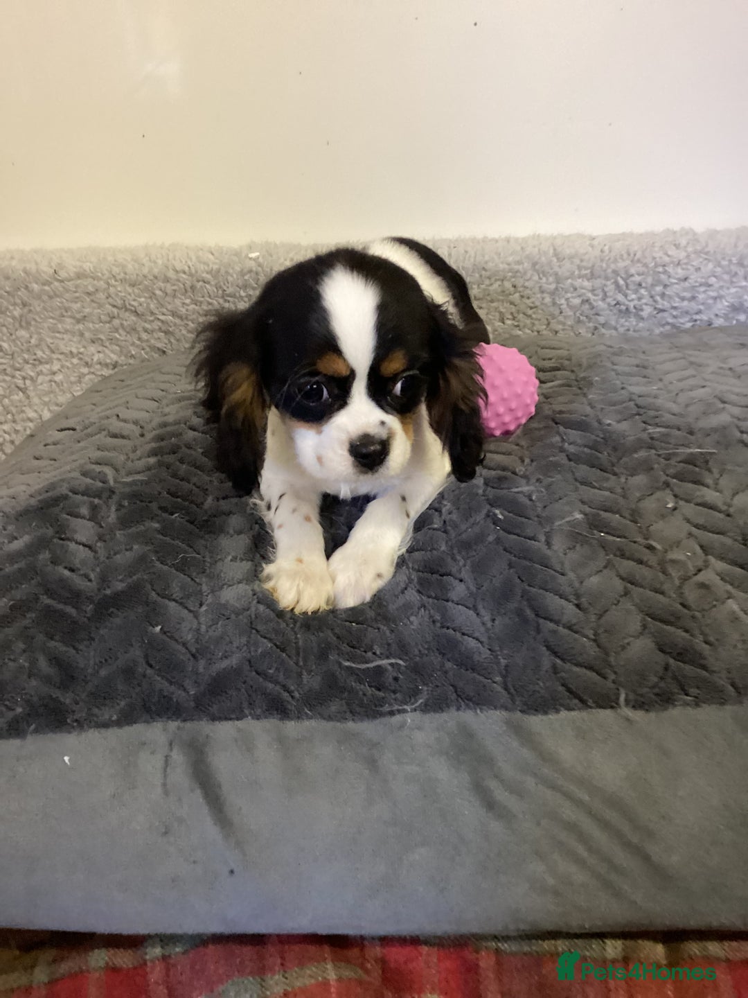 Cavalier King Charles Spaniel dogs for sale: Cavalier King Charles  - Advert 7