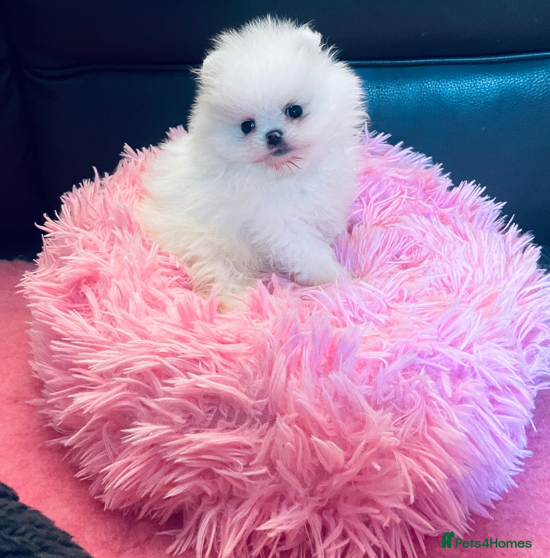 Pomeranian dogs for sale: Stunning teddybear face Boys Ready🌟 - Advert 1
