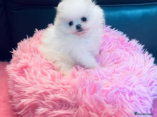 Pomeranian dogs Stunning teddybear face Boys Ready🌟 - Advert 3